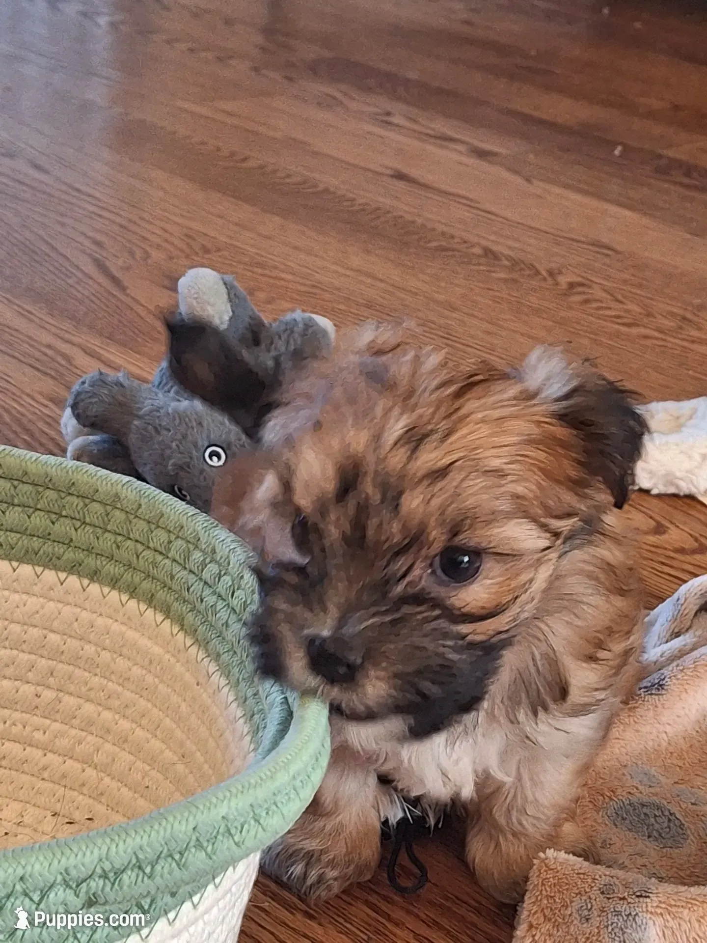 Cookie, a female Morkie for sale in Wendell, NC – 4 of 8