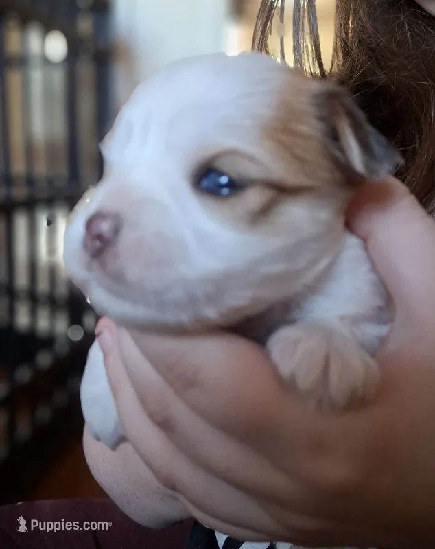 Blue – Morkie puppy for sale in Wendell, NC