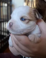Blue, a male Morkie for sale in Wendell, NC – 1 of 6