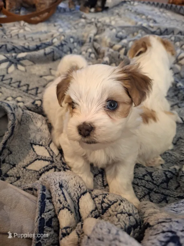 Blue – Morkie puppy for sale in Wendell, NC