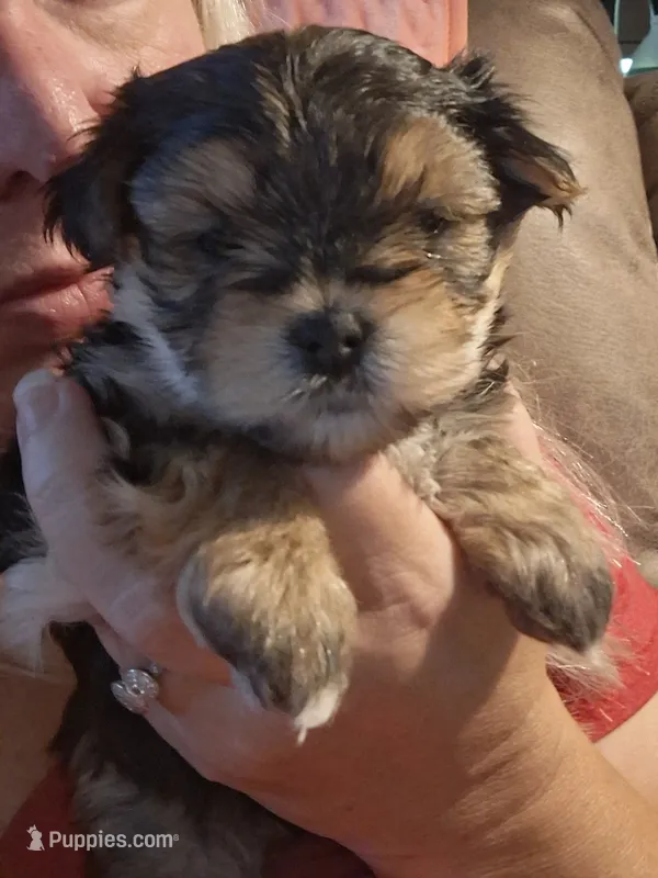 Black girl – Morkie puppy for sale in Wendell, NC