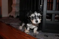 Tuxedo, a male Morkie for sale in Wendell, NC – Photo 1 of 7