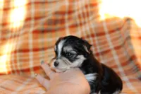 Tuxedo, a male Morkie for sale in Wendell, NC – Photo 4 of 7