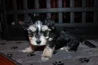 Tuxedo, a male Morkie for sale in Wendell, NC – Photo 7 of 7