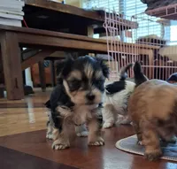 Tuxedo, a male Morkie for sale in Wendell, NC – Photo 6 of 7