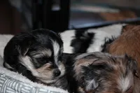 Tuxedo, a male Morkie for sale in Wendell, NC – Photo 2 of 7