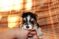 Tuxedo, a male Morkie for sale in Wendell, NC – Photo 3 of 7