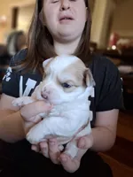 Spot, a female Morkie for sale in Wendell, NC – 3 of 4