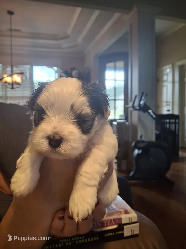 Snoopy – Morkie puppy for sale in Wendell, NC