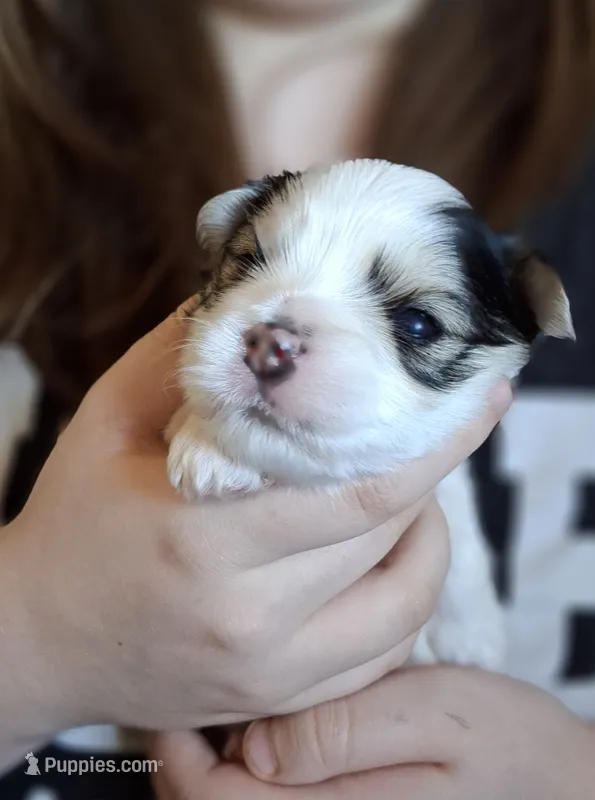 Snoopy – Morkie puppy for sale in Wendell, NC