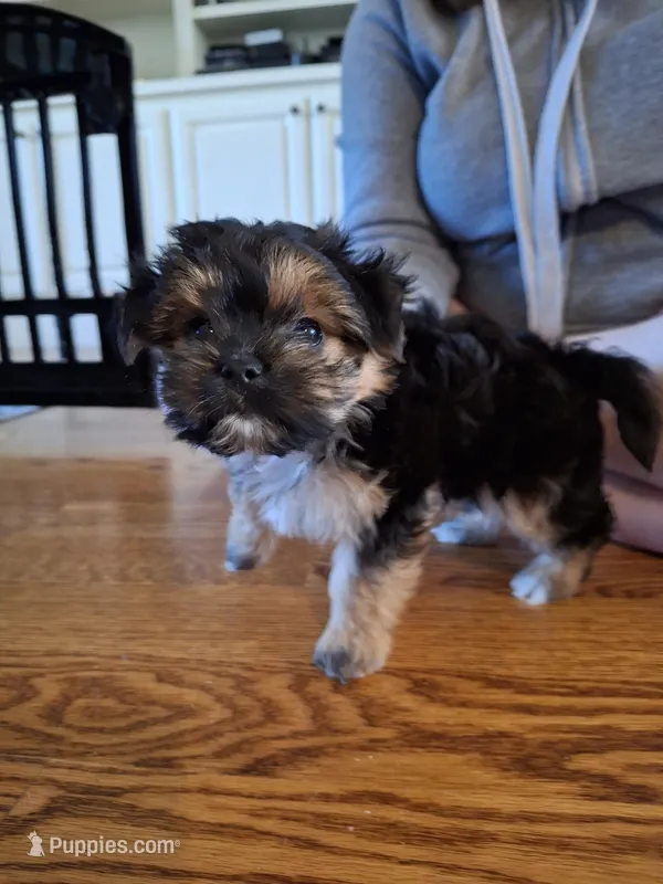 Black boy – Morkie puppy for sale in Wendell, NC
