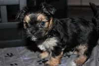 Black boy, a male Morkie for sale in Wendell, NC – Photo 1 of 6