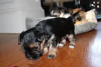 Black boy, a male Morkie for sale in Wendell, NC – Photo 4 of 6