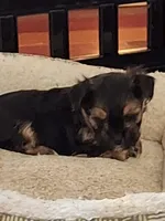 Black boy, a male Morkie for sale in Wendell, NC – Photo 5 of 6