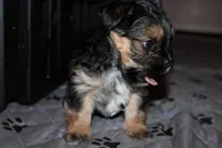 Black boy, a male Morkie for sale in Wendell, NC – Photo 2 of 6