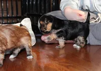 Black boy, a male Morkie for sale in Wendell, NC – Photo 3 of 6