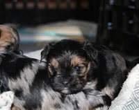Black boy, a male Morkie for sale in Wendell, NC – Photo 6 of 6