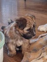 Cookie, a female Morkie for sale in Wendell, NC – 3 of 8