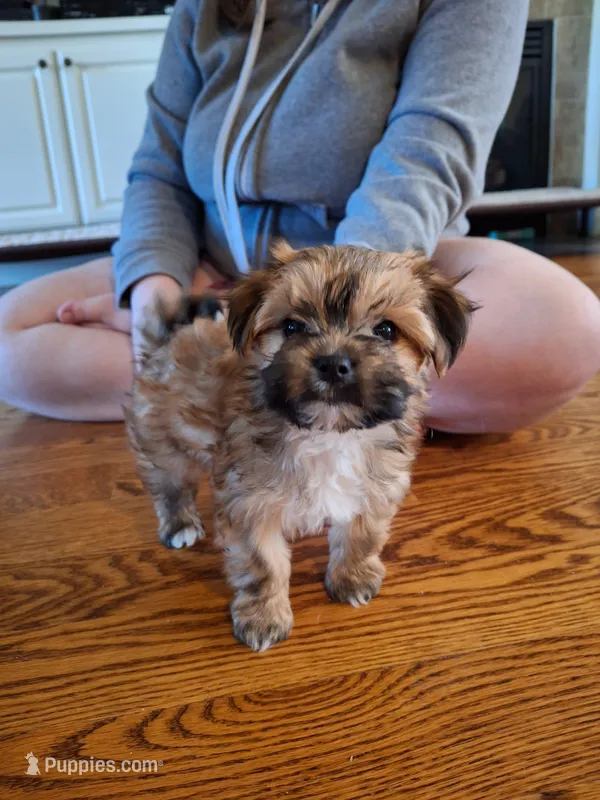 Brown boy – Morkie puppy for sale in Wendell, NC