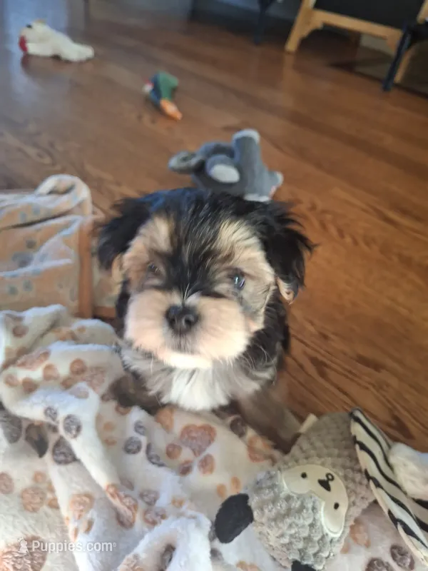 Oreo – Morkie puppy for sale in Wendell, NC