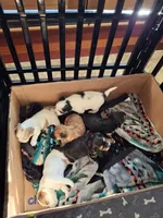 Snoopy, a male Morkie for sale in Wendell, NC – 4 of 6