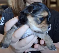 Black girl, a female Morkie for sale in Wendell, NC – 4 of 6
