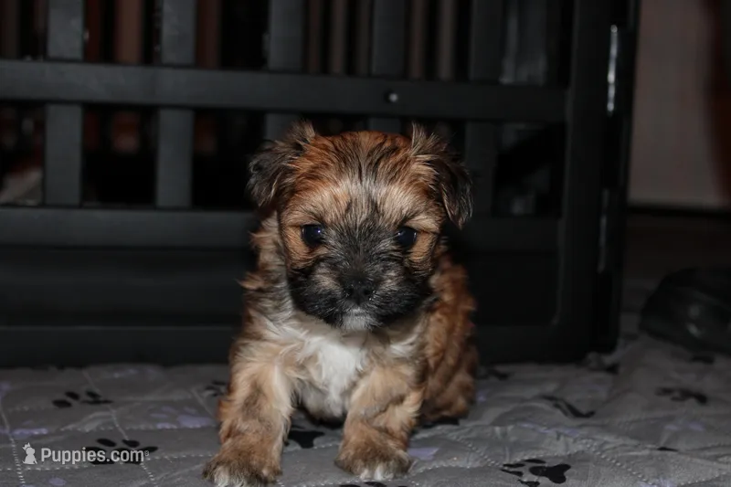 Brown boy – Morkie puppy for sale in Wendell, NC