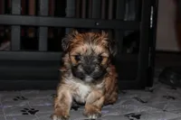 Brown boy, a male Morkie for sale in Wendell, NC – Photo 1 of 6
