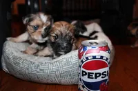 Brown boy, a male Morkie for sale in Wendell, NC – Photo 4 of 6