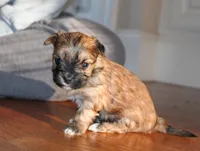 Brown boy, a male Morkie for sale in Wendell, NC – Photo 3 of 6