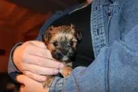 Brown boy, a male Morkie for sale in Wendell, NC – Photo 2 of 6