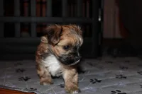 Brown boy, a male Morkie for sale in Wendell, NC – Photo 6 of 6