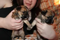 Brown boy, a male Morkie for sale in Wendell, NC – Photo 5 of 6