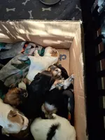 Black girl, a female Morkie for sale in Wendell, NC – 5 of 6
