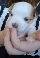 Blue, a male Morkie for sale in Wendell, NC – 6 of 6