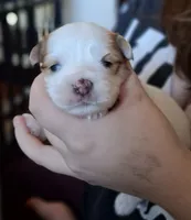 Blue, a male Morkie for sale in Wendell, NC – 5 of 6