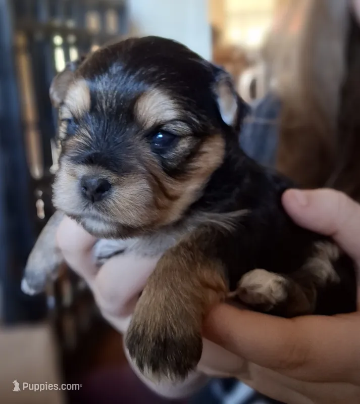 Black girl – Morkie puppy for sale in Wendell, NC
