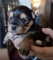 Black girl, a female Morkie for sale in Wendell, NC – 1 of 6