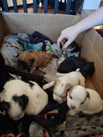 Blue, a male Morkie for sale in Wendell, NC – 4 of 6