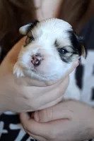 Snoopy, a male Morkie for sale in Wendell, NC – 3 of 6