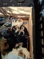Black girl, a female Morkie for sale in Wendell, NC – 2 of 6