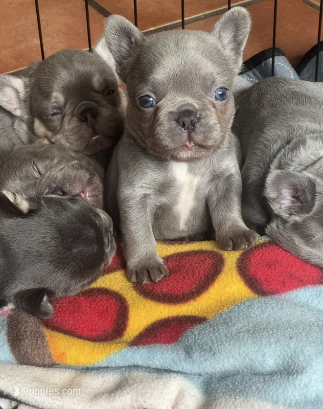 April – French Bulldog puppy for sale in Lincoln, CA