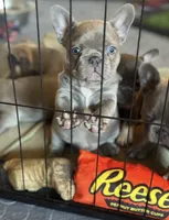April, a female French Bulldog for sale in Lincoln, CA – 3 of 4