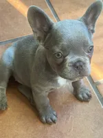 April, a female French Bulldog for sale in Lincoln, CA – 4 of 4
