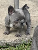 April, a female French Bulldog for sale in Lincoln, CA – 2 of 4