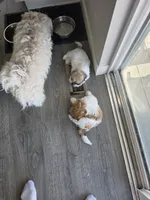 Roshin, a female Bichon Frise and Shih Tzu for sale in Thornton, CO – 3 of 3