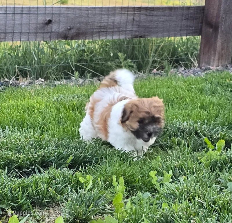 Ashlyn – Bichon Frise, Shih Tzu puppy for sale in Thornton, CO