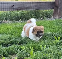 Ashlyn, a female Bichon Frise and Shih Tzu for sale in Thornton, CO – 1 of 2