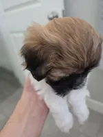 Ashlyn, a female Bichon Frise and Shih Tzu for sale in Thornton, CO – 2 of 2