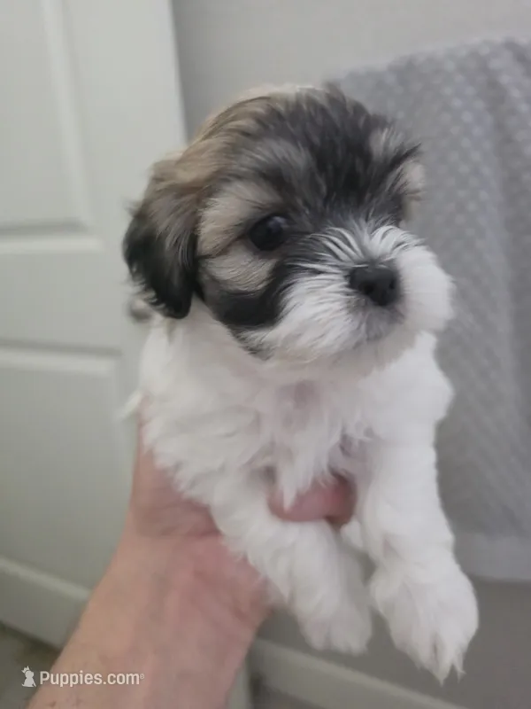 Anya – Bichon Frise, Shih Tzu puppy for sale in Thornton, CO